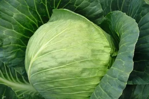 капуста Тиара