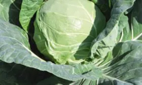 кочан и листья Тиары