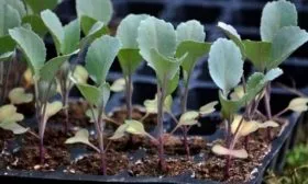 капусту Тиара можно выращивать через рассаду