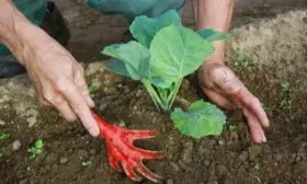 капуста Тиара требует обязательного окучивания