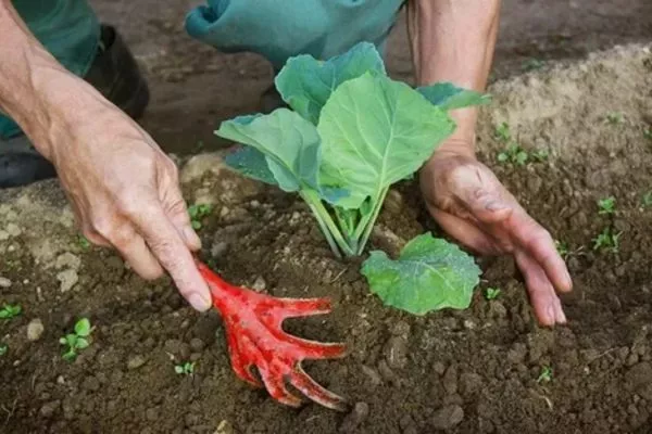 капуста Тиара требует обязательного окучивания