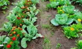 совместаная посадка Тиара с растениями, отпугивающими вредителей