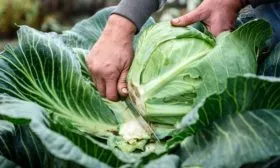 сбор урожая капусты Тиара