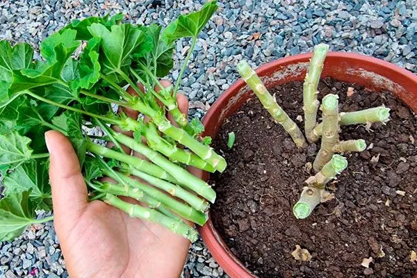 кардинальная обрезка Формирование герани7