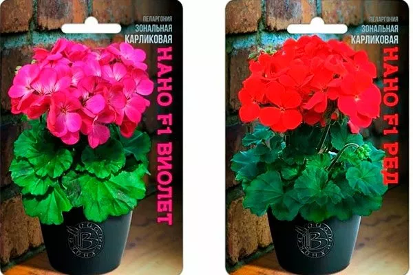 карликовая формировка 33