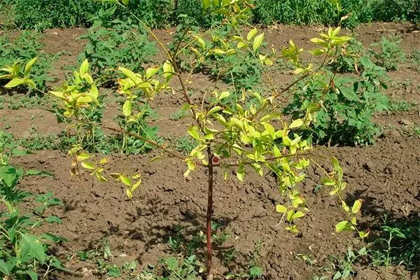 Карликовость для сибири и урала19