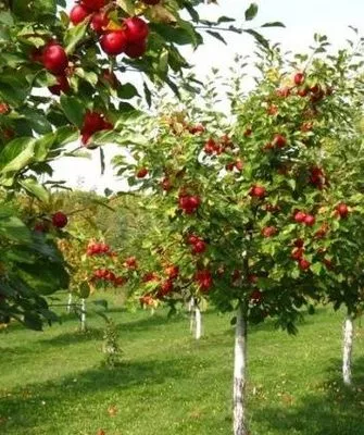 карликовые яблони в саду
