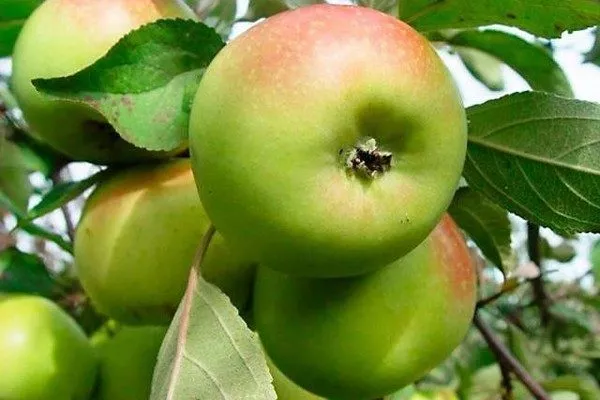 плоды сорта Братчуд