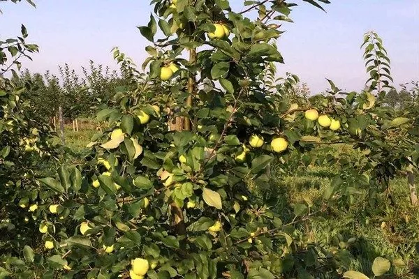 дерево сорта Братчуд