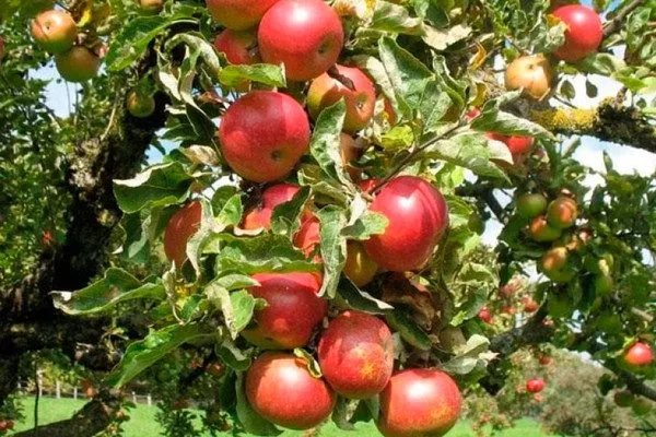 яблоня Жигулёвское