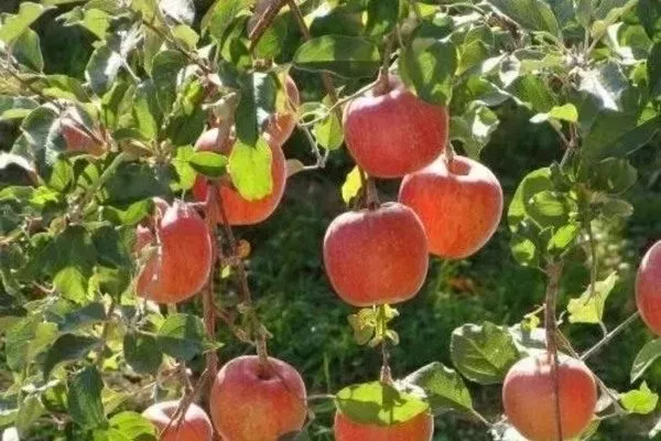 дерево сорта Конфетное