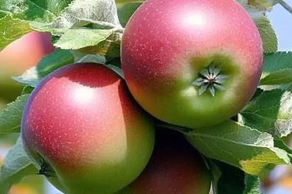 яблоки сорта Ковровое