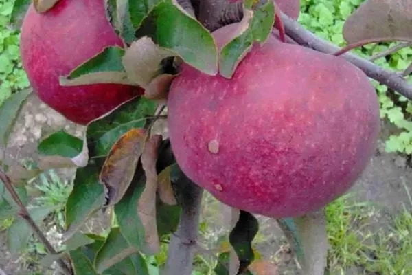 сорт Легенда