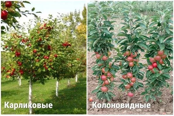 отличие карликовых яблонь от колоновидных