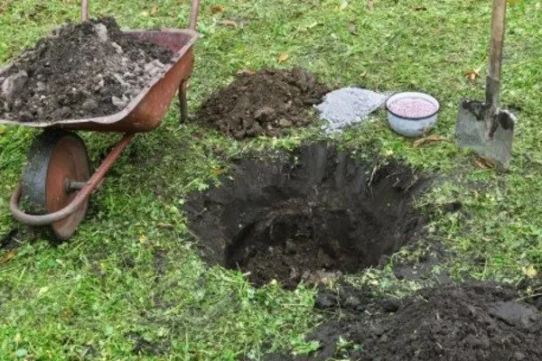подготовка посадочной ямы для карликовой яблони