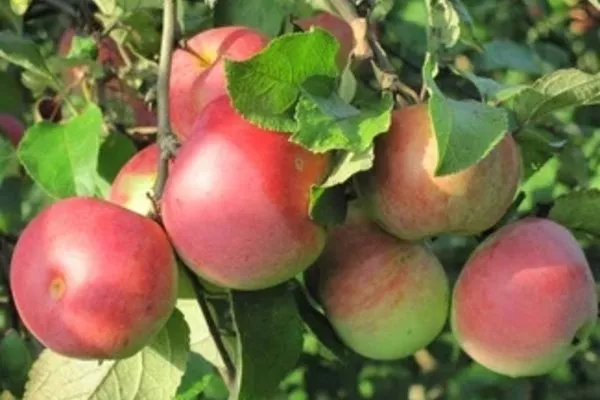 Московское красное