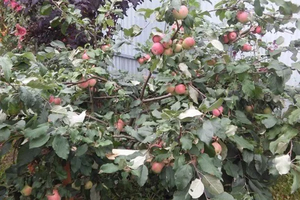 дерево сорта Приземлённное