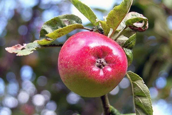 яблоко сорта Приземлённое