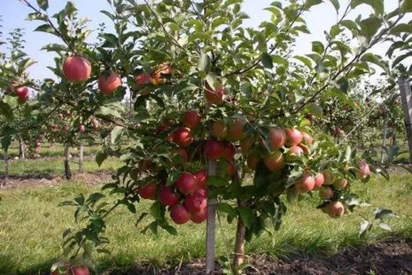 яблоня Мельба