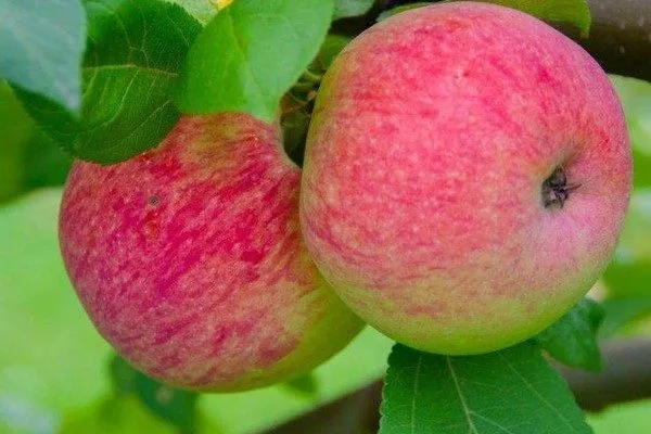 яблоки Мельба