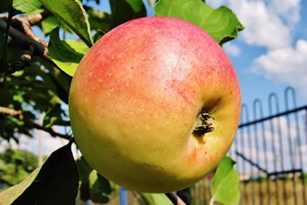 яблоки Северный синап