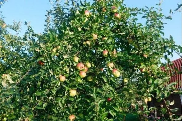 дерево сорта Подснежник