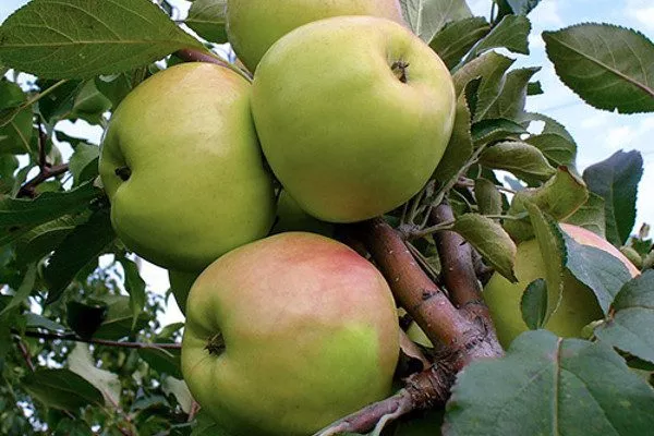 яблоки Подснежник