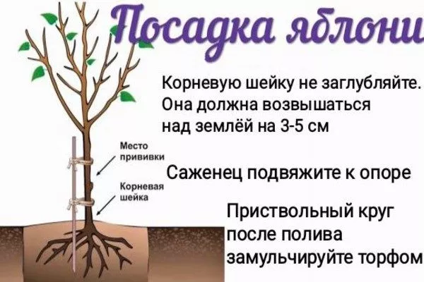 посадка карликовой яблони