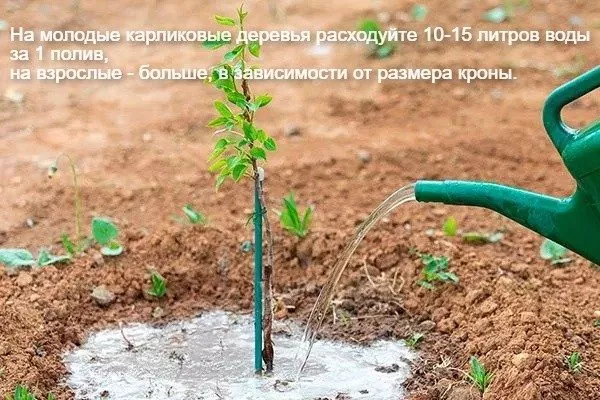 полив карликовых яблонь