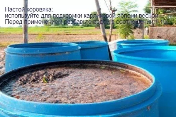коровяк для подкормки карликовой яблони