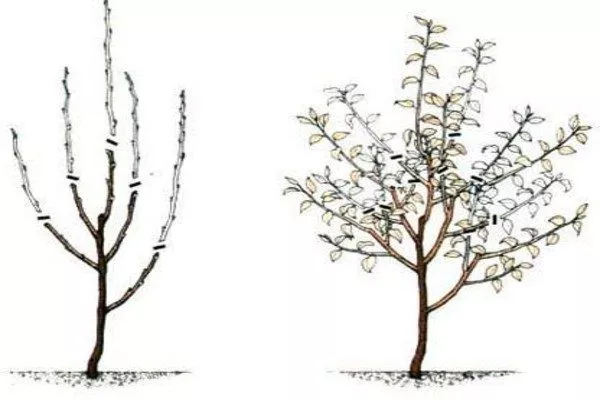 обрезка карликовой яблони