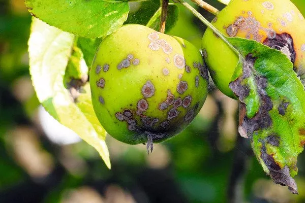 парша кардиковой яблони