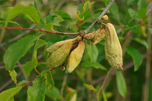 Кармашки сливы для сибири и урала20