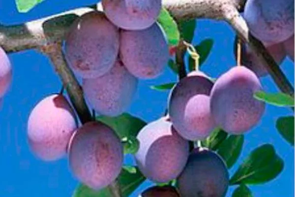 Кирке Осыпание сливы9