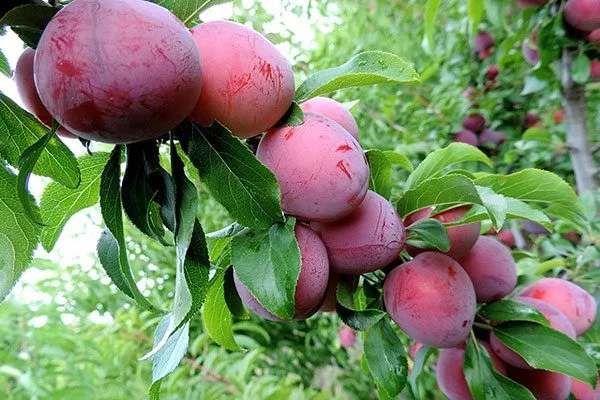 Клеопатра посадка алычи10