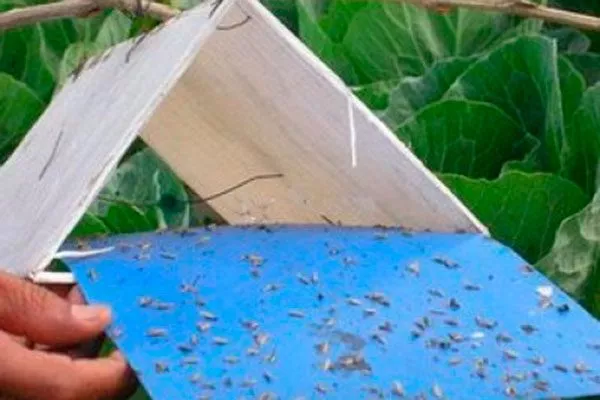 Клейкие трипсы20