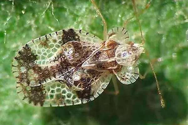 клопа уход за грушей20