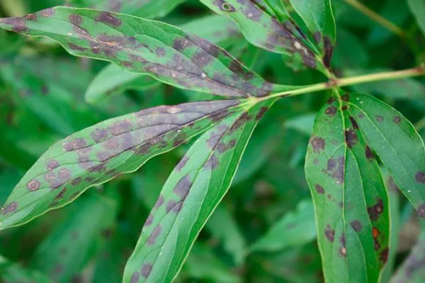 клястеопороз пиона Корал Чарм