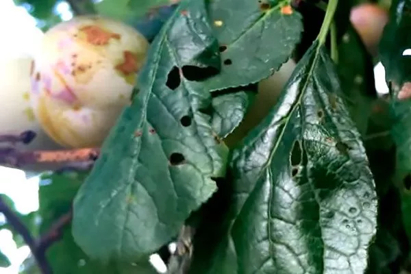 Клястероспориоз для сибири и урала21