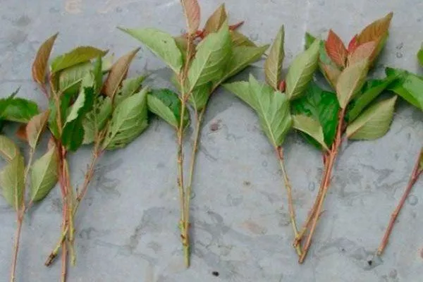 Когда черенковать размножение алычи13