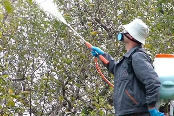 Когда обрабатывать деревья