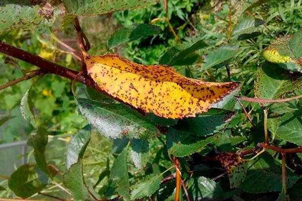 Коккомикоз болезни сливы9