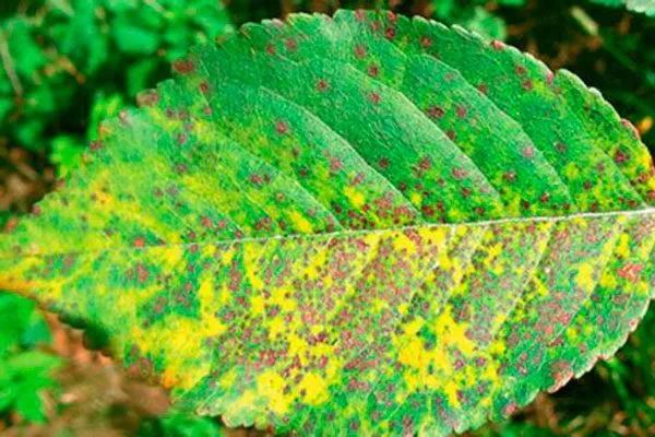 Коккомикоз листьев болезни алычи6