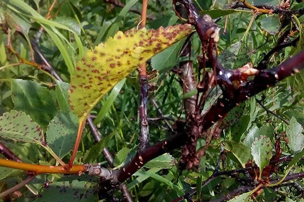 Коккомикоз обратная сторона болезни сливы8