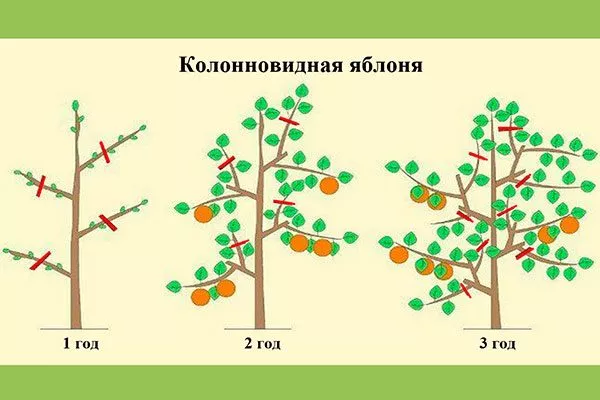 Колоновидные Обрезка яблони18