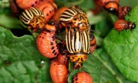 колорадский жук томатов Винный кувшин7