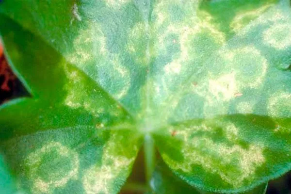 Кольцевая мозаика болезни у пеларгонии10