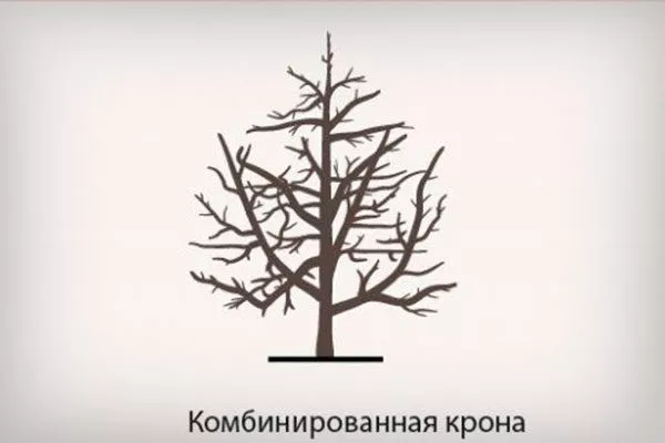 Комбинированная крона Обрезка яблони19