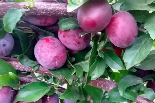 Комета поздняя посадка алычи12