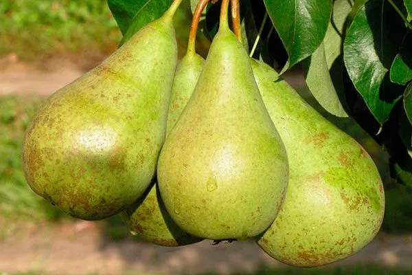 Конференция